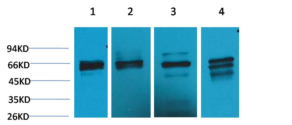 意大利贵宾会-贵宾会官方网站入口