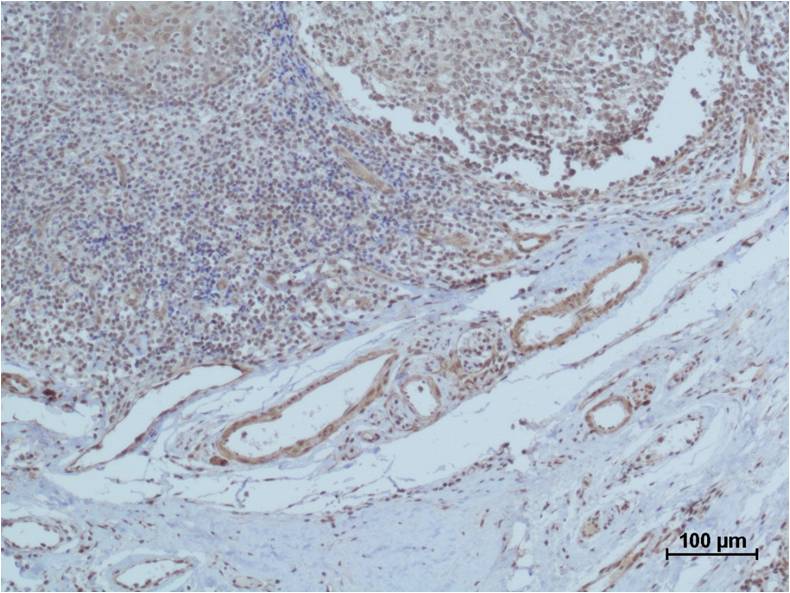 意大利贵宾会-贵宾会官方网站入口