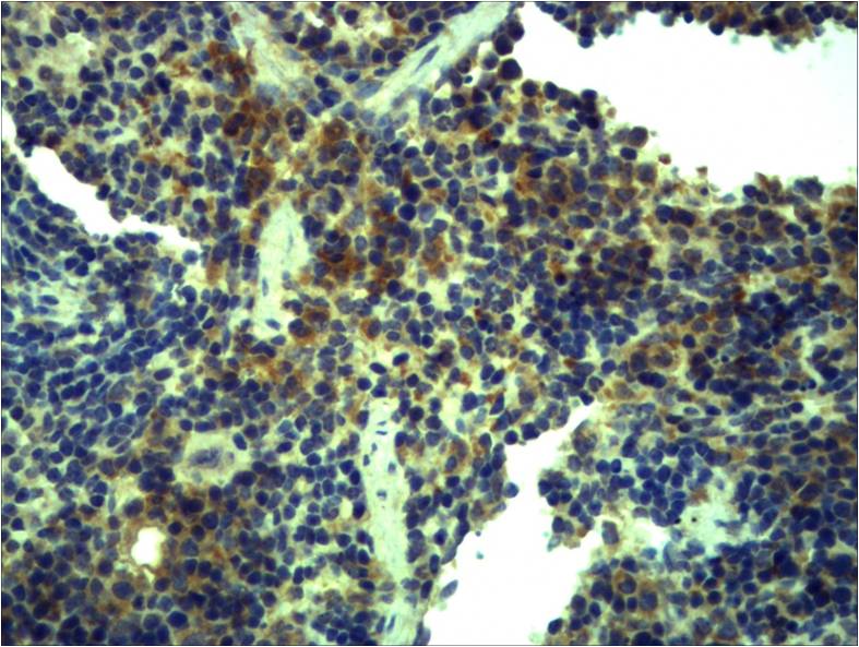 意大利贵宾会-贵宾会官方网站入口