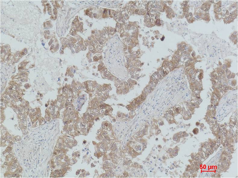 意大利贵宾会-贵宾会官方网站入口