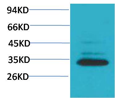 意大利贵宾会-贵宾会官方网站入口