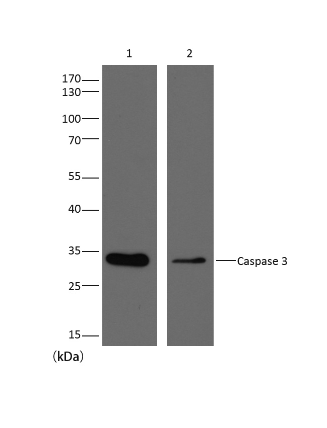 意大利贵宾会-贵宾会官方网站入口