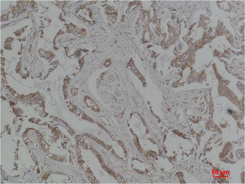 意大利贵宾会-贵宾会官方网站入口