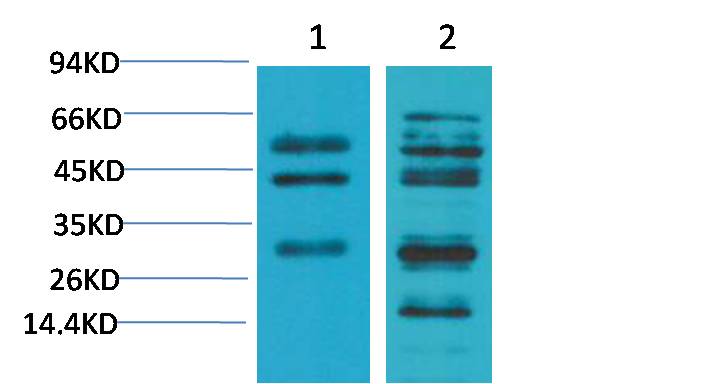 意大利贵宾会-贵宾会官方网站入口