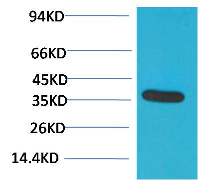意大利贵宾会-贵宾会官方网站入口