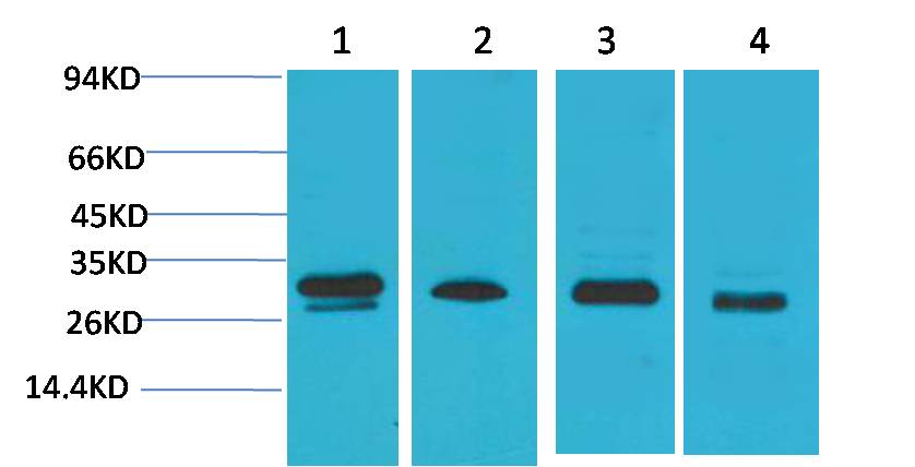 意大利贵宾会-贵宾会官方网站入口