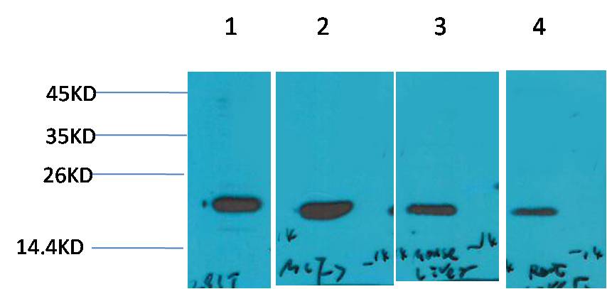意大利贵宾会-贵宾会官方网站入口