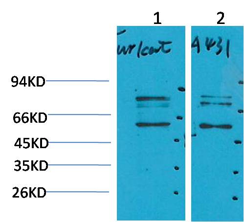 意大利贵宾会-贵宾会官方网站入口