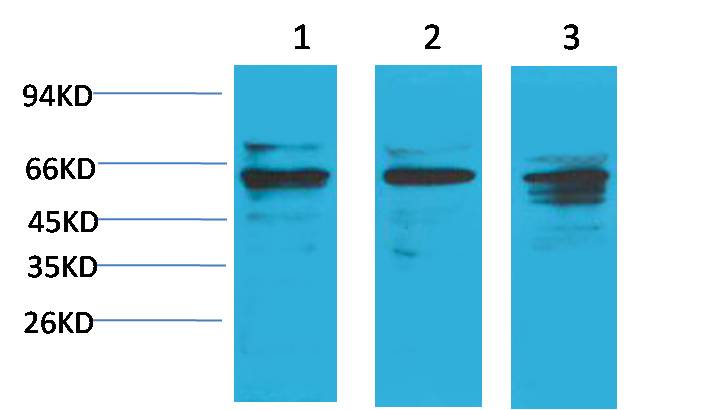 意大利贵宾会-贵宾会官方网站入口