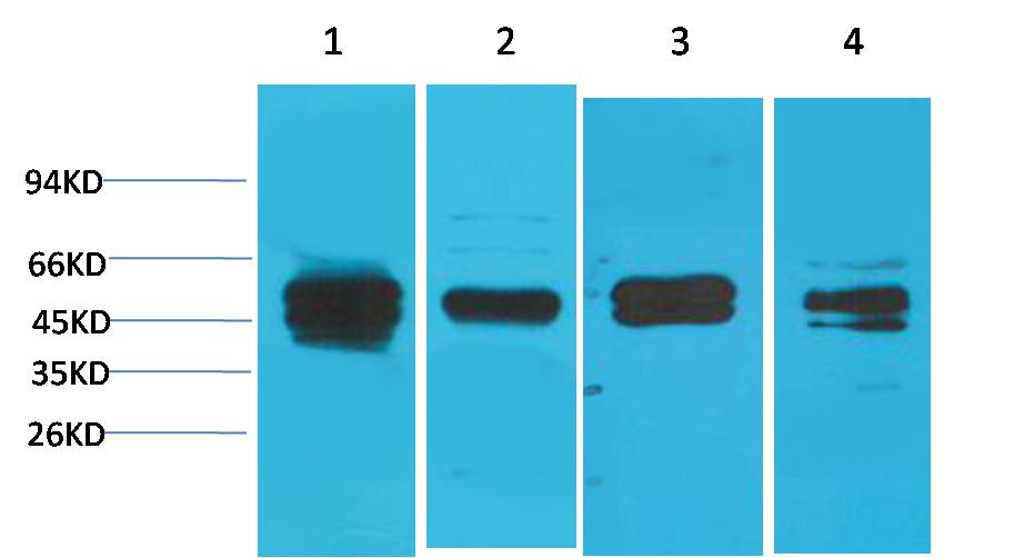意大利贵宾会-贵宾会官方网站入口