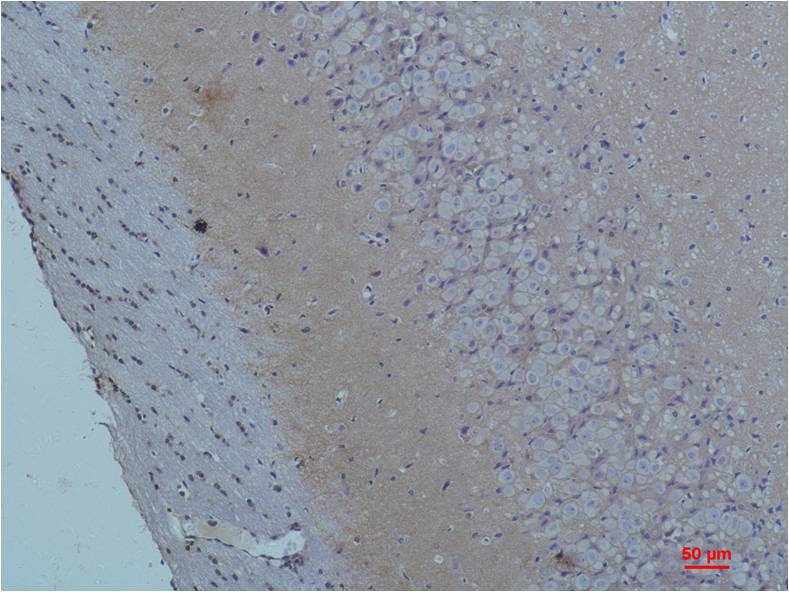意大利贵宾会-贵宾会官方网站入口