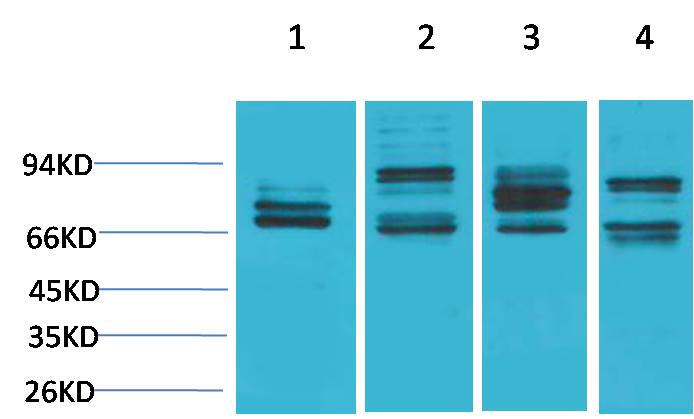 意大利贵宾会-贵宾会官方网站入口