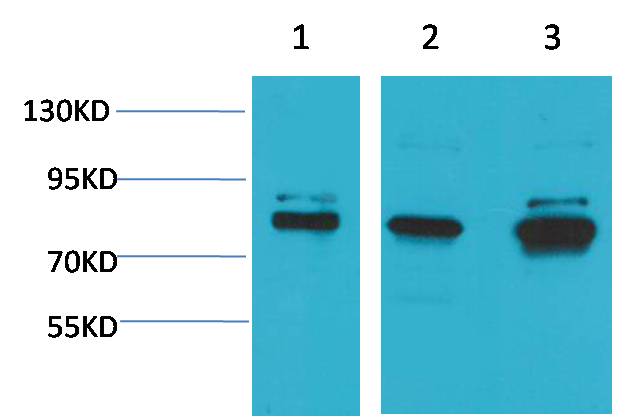 意大利贵宾会-贵宾会官方网站入口