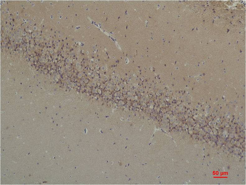 意大利贵宾会-贵宾会官方网站入口