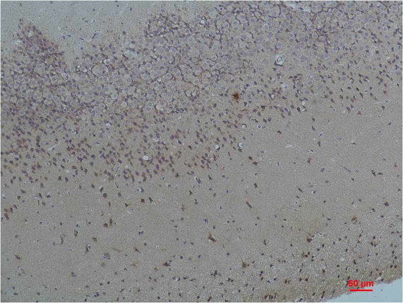 意大利贵宾会-贵宾会官方网站入口