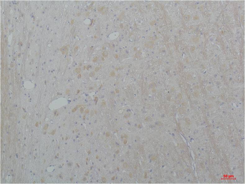 意大利贵宾会-贵宾会官方网站入口