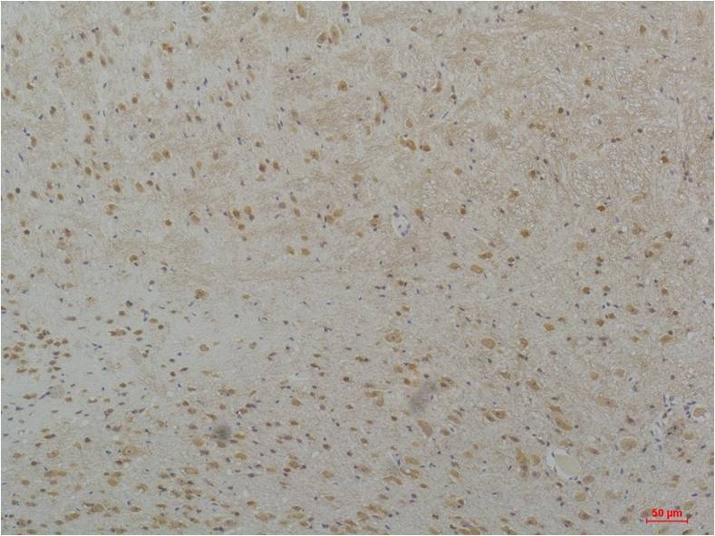 意大利贵宾会-贵宾会官方网站入口