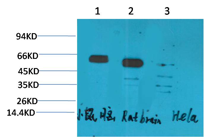 意大利贵宾会-贵宾会官方网站入口