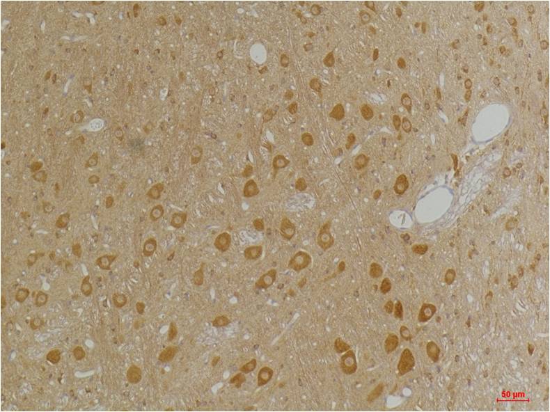 意大利贵宾会-贵宾会官方网站入口