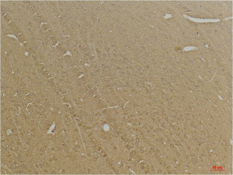 意大利贵宾会-贵宾会官方网站入口