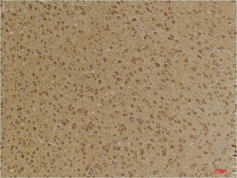 意大利贵宾会-贵宾会官方网站入口