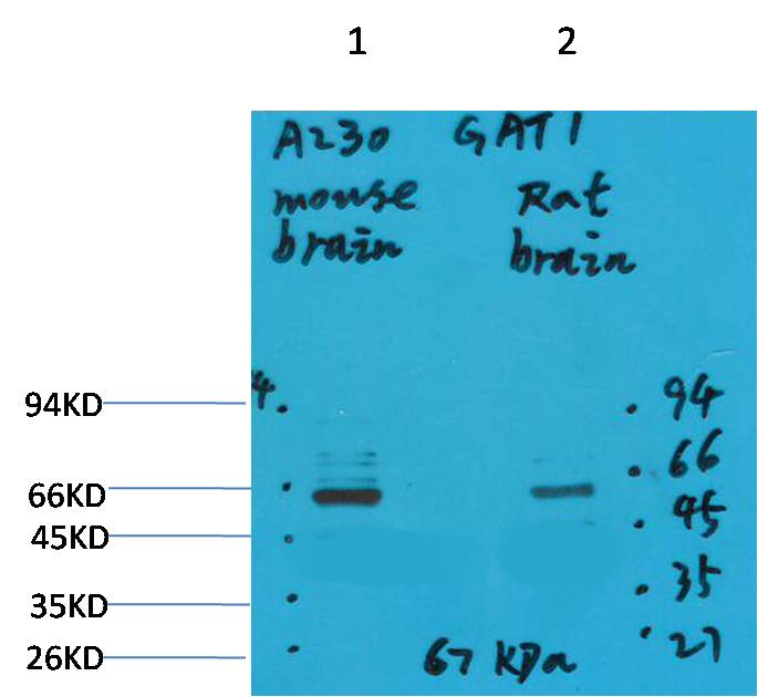 意大利贵宾会-贵宾会官方网站入口