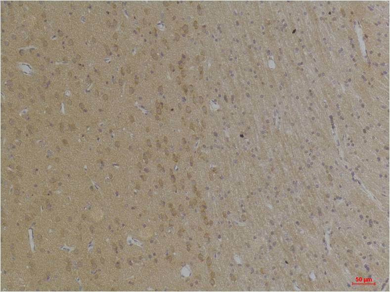 意大利贵宾会-贵宾会官方网站入口