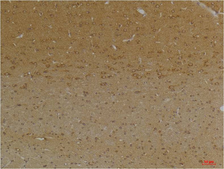 意大利贵宾会-贵宾会官方网站入口