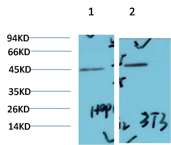 意大利贵宾会-贵宾会官方网站入口