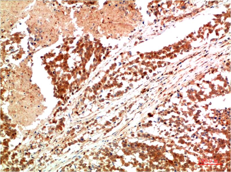 意大利贵宾会-贵宾会官方网站入口