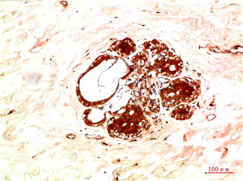 意大利贵宾会-贵宾会官方网站入口