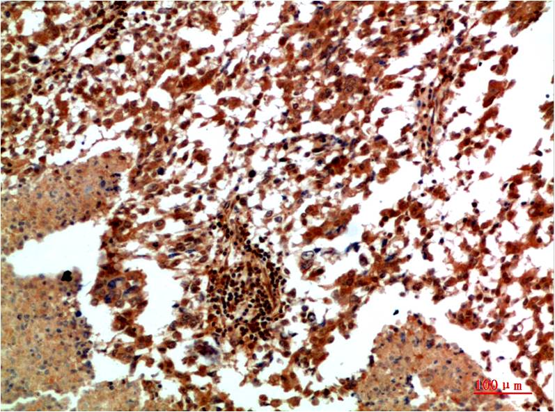 意大利贵宾会-贵宾会官方网站入口