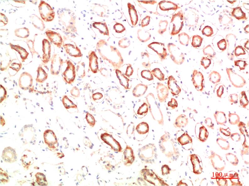 意大利贵宾会-贵宾会官方网站入口