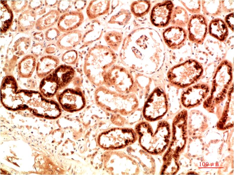 意大利贵宾会-贵宾会官方网站入口