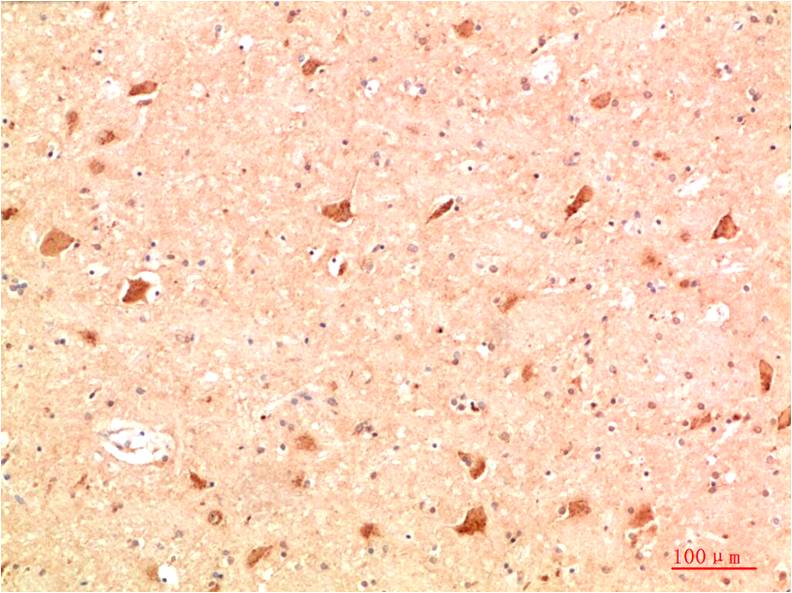 意大利贵宾会-贵宾会官方网站入口