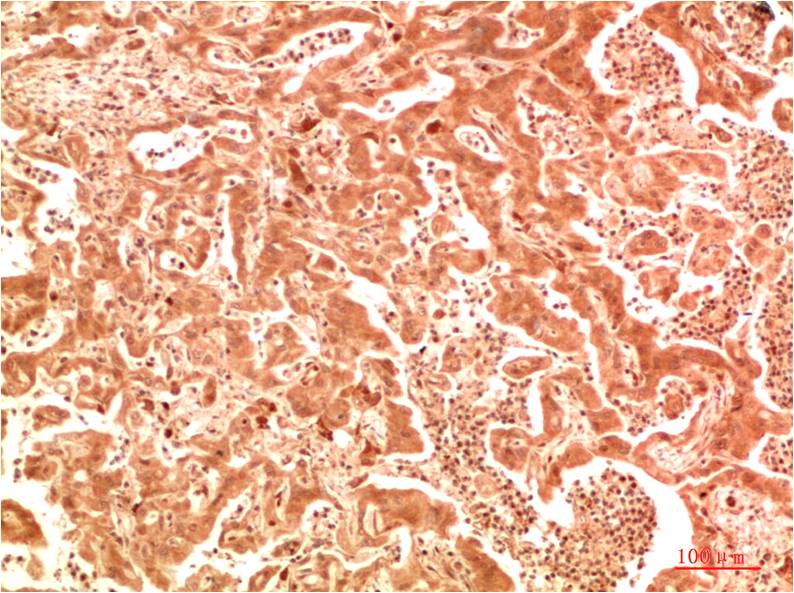意大利贵宾会-贵宾会官方网站入口