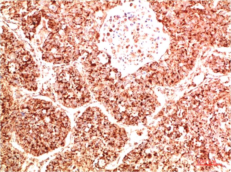 意大利贵宾会-贵宾会官方网站入口