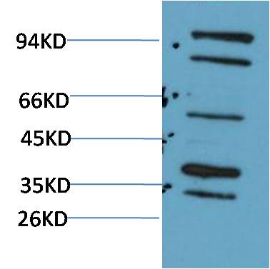 意大利贵宾会-贵宾会官方网站入口