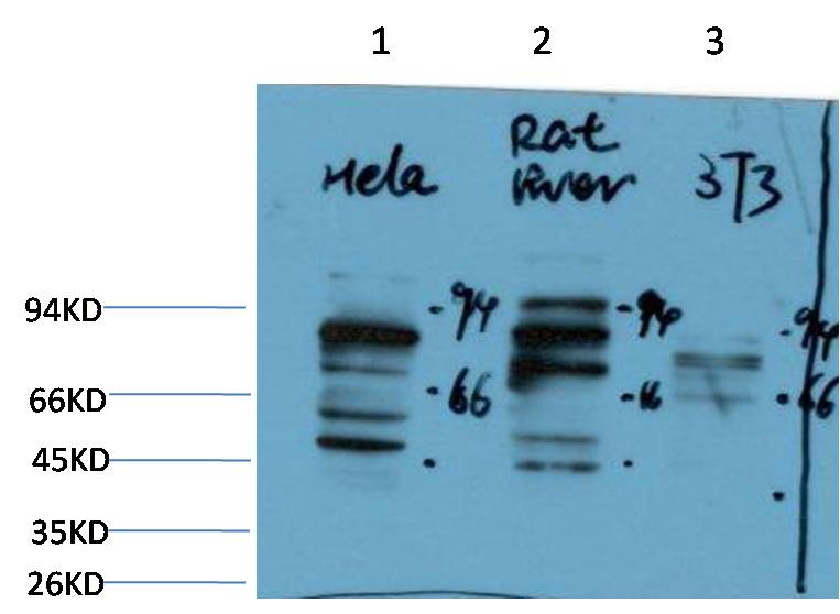 意大利贵宾会-贵宾会官方网站入口