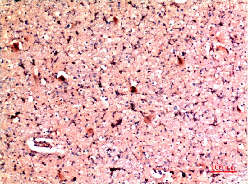 意大利贵宾会-贵宾会官方网站入口