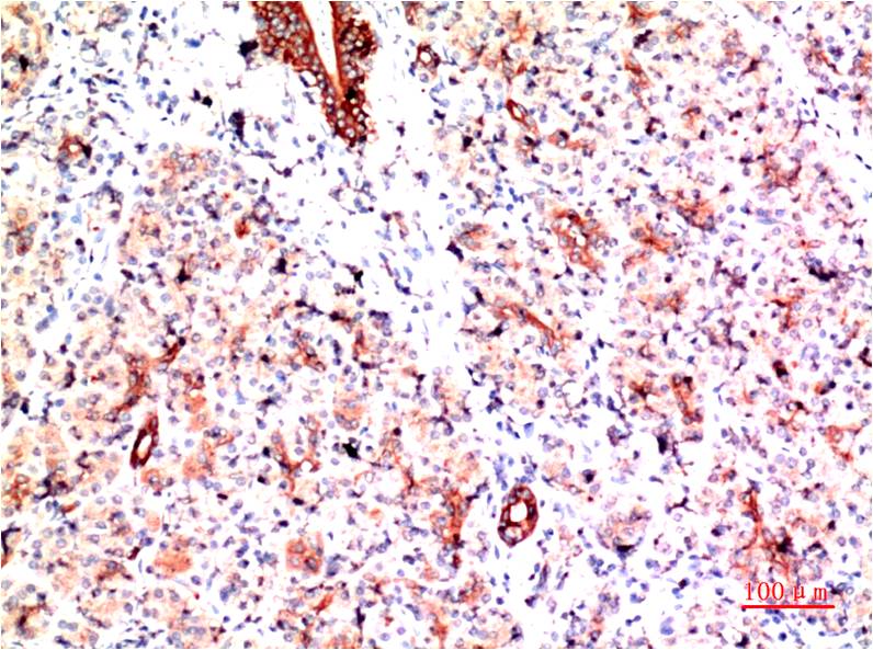 意大利贵宾会-贵宾会官方网站入口