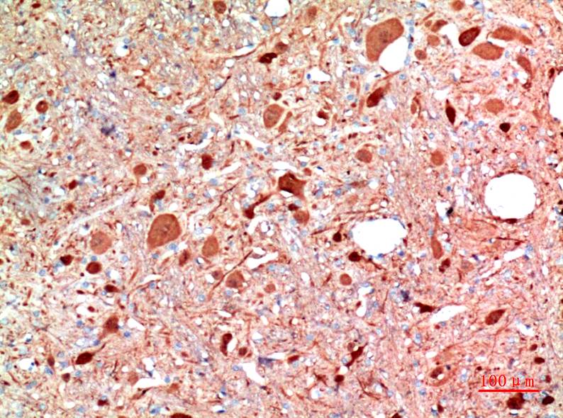 意大利贵宾会-贵宾会官方网站入口