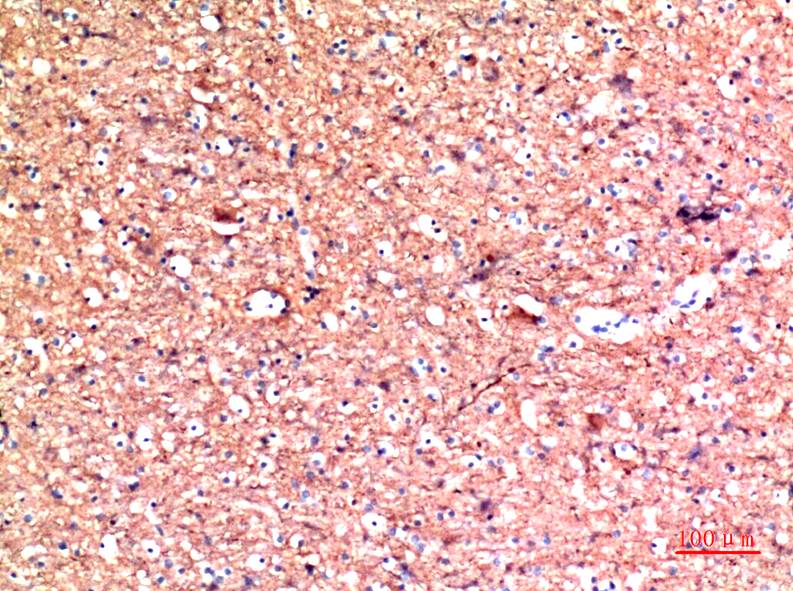 意大利贵宾会-贵宾会官方网站入口