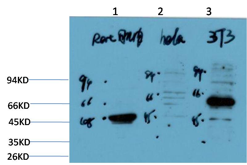 意大利贵宾会-贵宾会官方网站入口