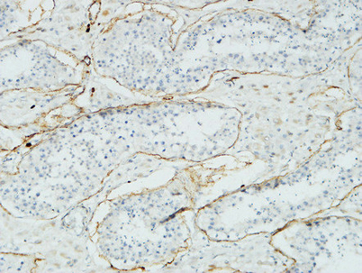 意大利贵宾会-贵宾会官方网站入口