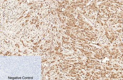 意大利贵宾会-贵宾会官方网站入口