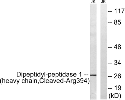 意大利贵宾会-贵宾会官方网站入口