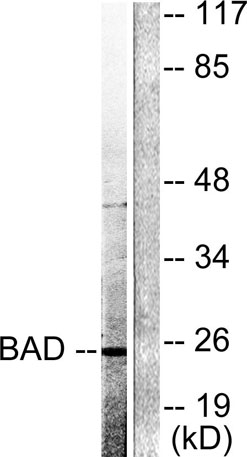 意大利贵宾会-贵宾会官方网站入口