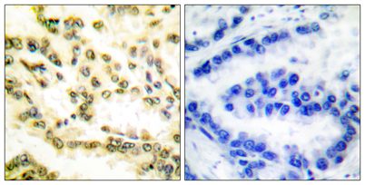 意大利贵宾会-贵宾会官方网站入口