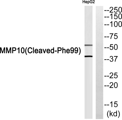 意大利贵宾会-贵宾会官方网站入口